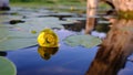 Water lily flower on a calm smooth surface of a quiet small river surrounded by forest. Beautiful typical authentic landscape of Royalty Free Stock Photo