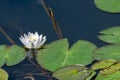 Water lily flower in city pond. Beautiful white lotus with yellow pollen. National symbol of Bangladesh Royalty Free Stock Photo