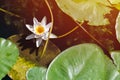 Water lily flower in city pond. Beautiful white lotus with yellow pollen. National symbol of Bangladesh Royalty Free Stock Photo