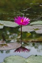 Water Lily Flower