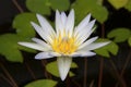 Water lily flower flower close up Royalty Free Stock Photo