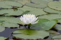 Water Lily flower extending out of a pond on a small stem Royalty Free Stock Photo