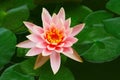 Water Lily Flower Focused Royalty Free Stock Photo