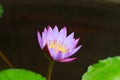 Water Lily Flower Focused Royalty Free Stock Photo