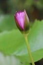 Beautiful water lily in a pond near a river. Royalty Free Stock Photo