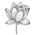 Water Lily flower illustration Royalty Free Stock Photo