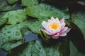 Water lily flower on lake surface among green leaves. Blooming lotus background. Place for text. Top view. Royalty Free Stock Photo