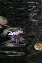 Water Lily Flower in Lavender Against Dark Water and Reflections Royalty Free Stock Photo