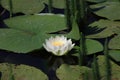 Water lily flower with leafs and reflections