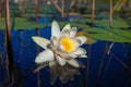 Water lily flower on the marsh