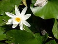 Water lily flower on a sunny day over a lake Royalty Free Stock Photo