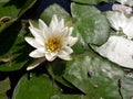 Water lily flower on a sunny day over a lake Royalty Free Stock Photo