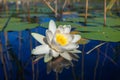 Water lily flower on the marsh