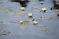 Water lily flower on wild pond