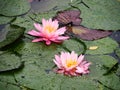 Water Lily flowers Royalty Free Stock Photo