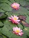 Water Lily flowers Royalty Free Stock Photo