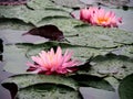 Water Lily flowers Royalty Free Stock Photo