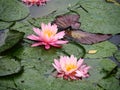 Water Lily flowers Royalty Free Stock Photo