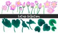 Water lily flowers, blossom bud and leaves hand draw watercolor imitation illustration collection. Isolated lotus elements