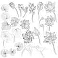 Water lily flowers, blossom bud and leaves outline vector illustration set on white background. Collection of sketch art of lotus Royalty Free Stock Photo