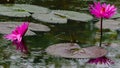 Water Lily flowers