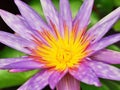 Water lily flowers