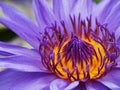 Water lily flowers