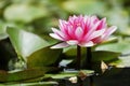 Water lily pink flowers, close-up view of petals Royalty Free Stock Photo