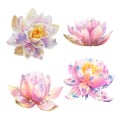 Water lily flowers with dew drops, watercolor illustration set isolate on white background. Royalty Free Stock Photo