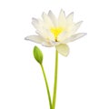 Water Lily Flowers Isolated on White Background with Clipping Path Royalty Free Stock Photo