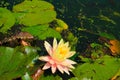 Water lily flowers in a pond  Kingsnorth Gardens Royalty Free Stock Photo