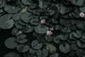 Pink lotus on the water