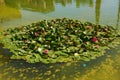 The water lily of a garden - Maria Luisa, Seville Royalty Free Stock Photo