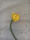 Water lily on the golden sand in summer Royalty Free Stock Photo