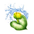 Water lily with green leaf and water splash watercolor illustration. Lake or river fresh yellow beautiful blossom symbol of peace.