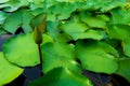 Water lily and green leaves background Royalty Free Stock Photo