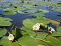 Water lily with green leaves on the lake Royalty Free Stock Photo