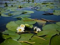 Water lily with green leaves on the lake Royalty Free Stock Photo