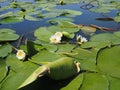 Water lily with green leaves on the lake Royalty Free Stock Photo