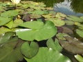 Water lily