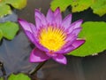 Water Lily grow in a small pond Royalty Free Stock Photo