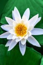 Water lily growing on an artificial water reservoir