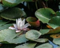 Water Lily Growing on the Water Surface Royalty Free Stock Photo