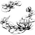 Water lily illustration