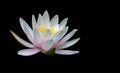 Water lily isolated on black background. Magic white with pink waterlily or lotus flower Marliacea Rosea. Royalty Free Stock Photo