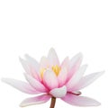 Water Lily Royalty Free Stock Photo