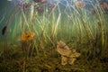 Water Lily Jungle