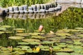 Water Lily in Koi pond