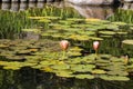 Water Lily in Koi pond