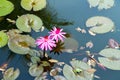 Water lily in the lagoon with reflections of the surrounding rain forest Royalty Free Stock Photo
